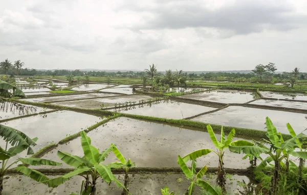 Paddy in Java — Stockfoto