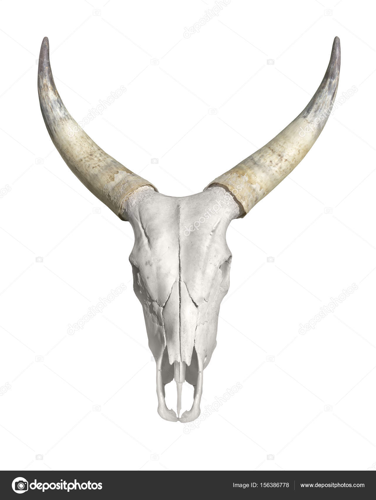Animal Skulls With Horns