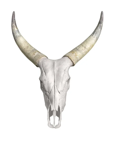 Cráneo de animal con cuernos — Foto de Stock