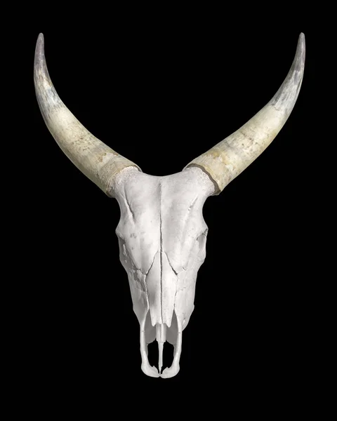 Crâne d'animal à cornes — Photo