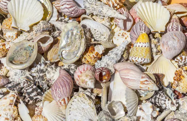 Montones de conchas marinas — Foto de Stock
