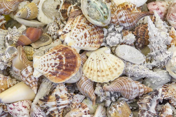 Montones de conchas marinas —  Fotos de Stock