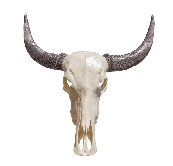 Cráneo de animal con cuernos —  Fotos de Stock