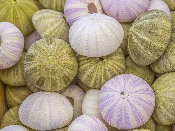 Muchos erizos de mar — Foto de Stock