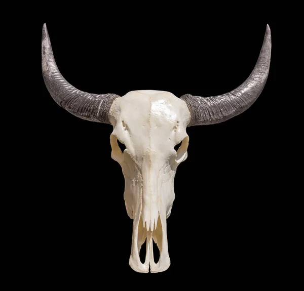 Horned animal skull — Stock Photo, Image