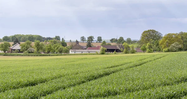 Rural springtime scenery — Stock Photo, Image