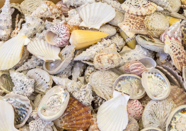 Lots of seashells — Stock Photo, Image