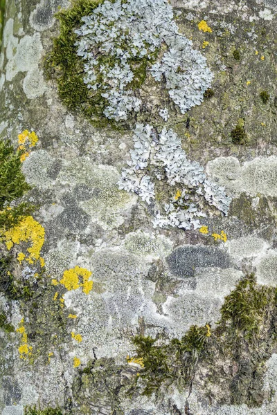 Muschio e lichene sulla corteccia degli alberi — Foto Stock