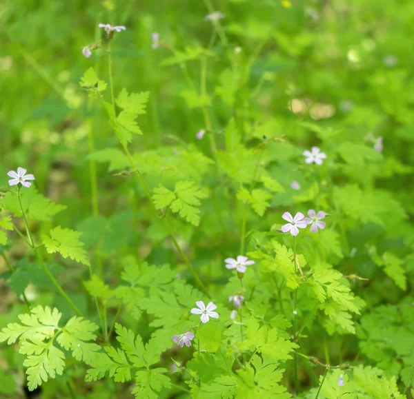 Wild flowers closeup — Stock Photo, Image