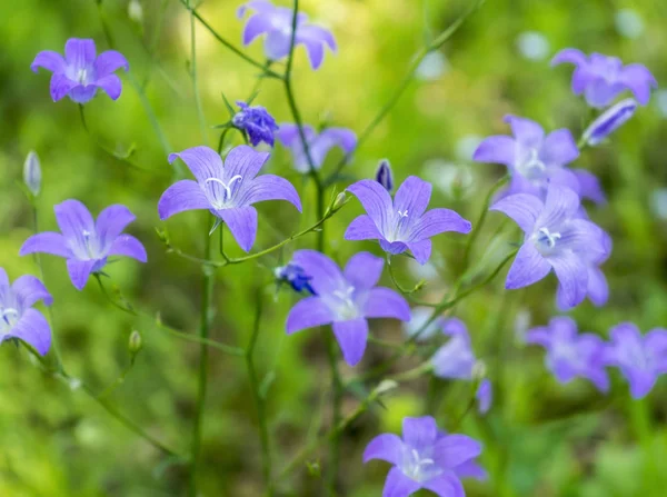 Голубые дикие цветы крупный план — стоковое фото