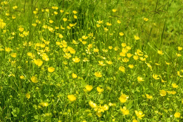 Луг полевых цветов крупным планом — стоковое фото