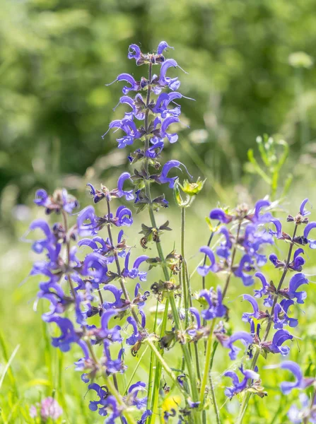 Prato fiori clary — Foto Stock