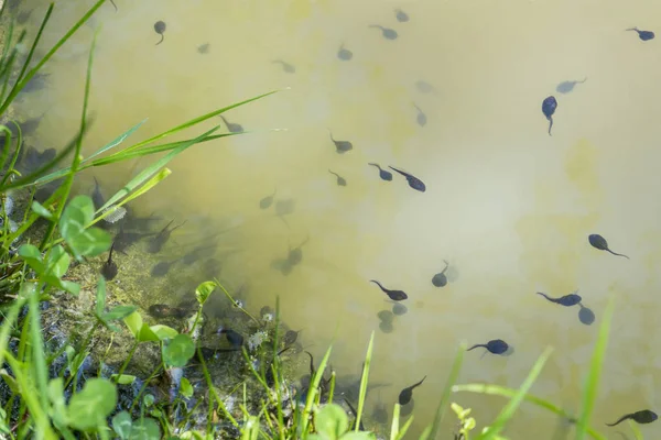 Lots of tadpoles — Stock Photo, Image