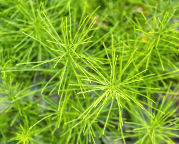 Horsetail plants closeup — Stock Photo, Image