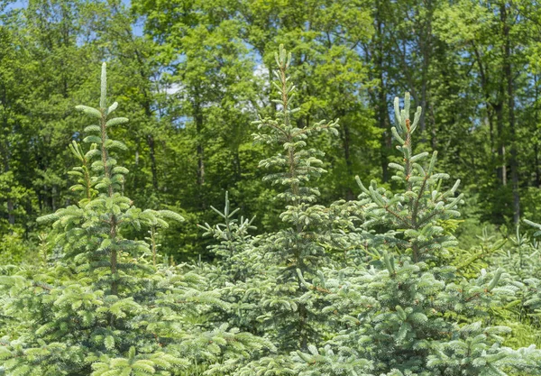 Orman sahne ile iğne yapraklılar — Stok fotoğraf