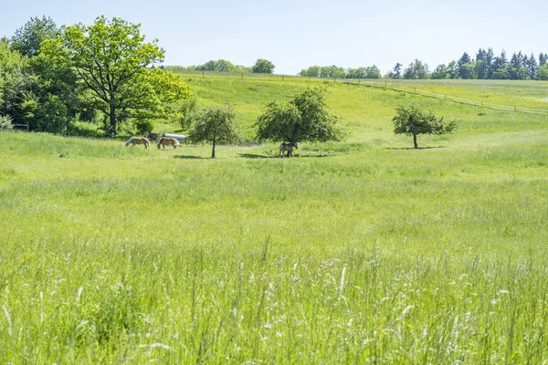 Paisaje idílico de primavera —  Fotos de Stock