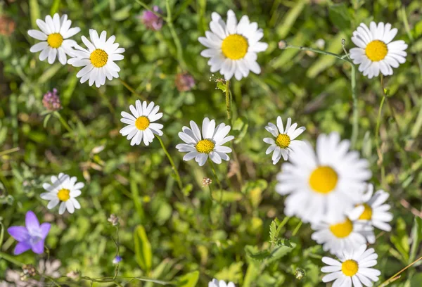 Blommor på våren — Stockfoto