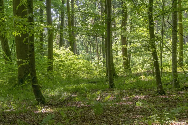 Idyllic forest scenery — Stock Photo, Image