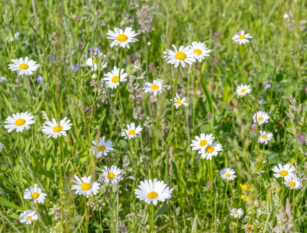 時に春の野の花 — ストック写真