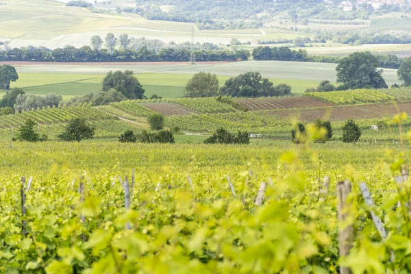 Wijnbouw rond Loerzweiler — Stockfoto