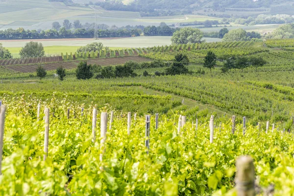 Wijnbouw rond Loerzweiler — Stockfoto