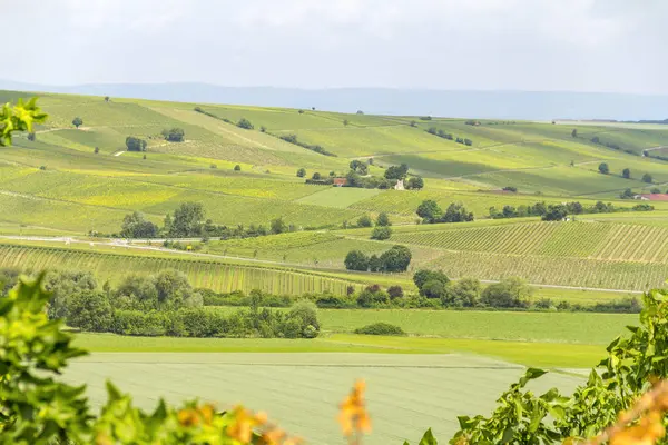 Winegrowing around Loerzweiler — Stock Photo, Image