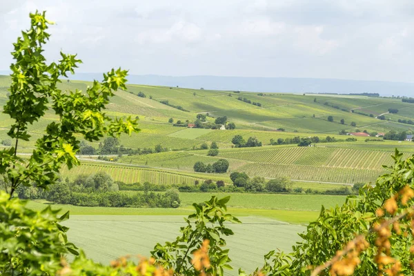 Viticulture autour de Loerzweiler — Photo