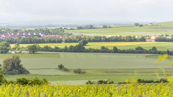 Loerzweiler 周りのぶどう栽培 — ストック写真