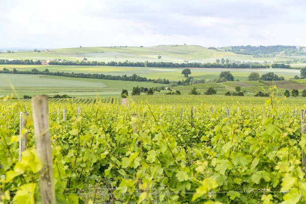 Wijnbouw rond Loerzweiler — Stockfoto