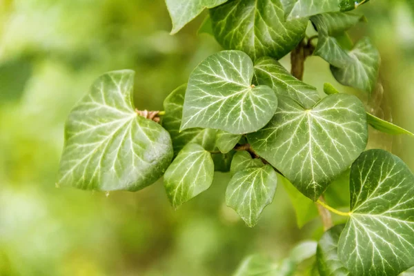 Nahaufnahme von grünem Efeu — Stockfoto