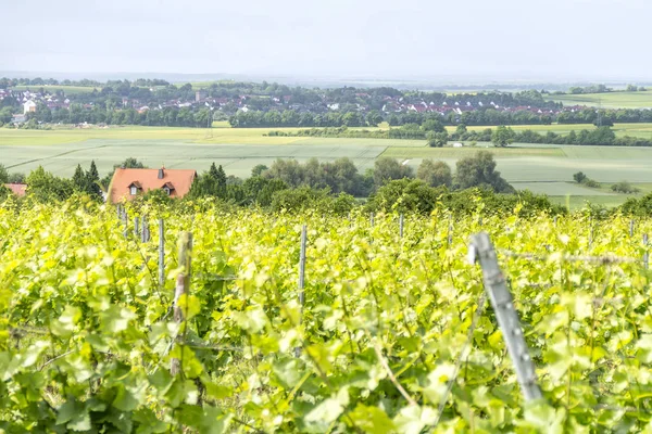 Viticultura alrededor de Loerzweiler — Foto de Stock