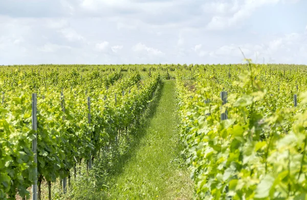 Viticultura alrededor de Loerzweiler — Foto de Stock