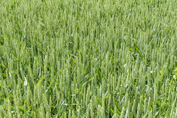 Fullformat majsfält närbild — Stockfoto
