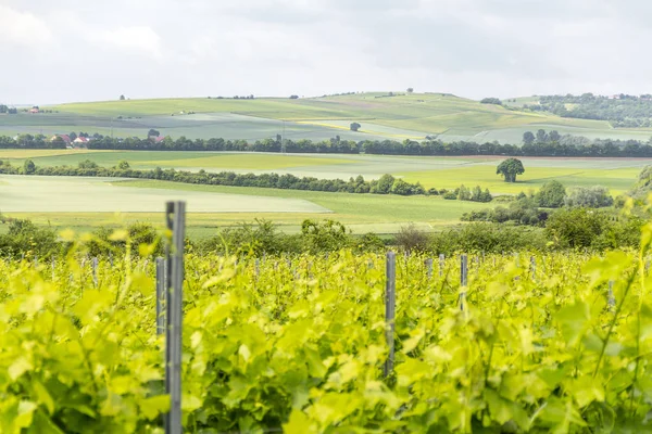 Viticoltura intorno Loerzweiler — Foto Stock