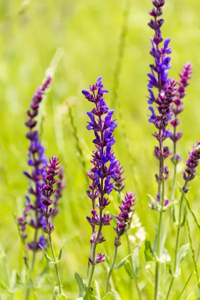 Fiori di salvia del bosco — Foto Stock