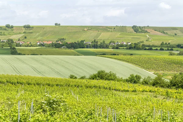 Winegrowing around Loerzweiler — Stock Photo, Image