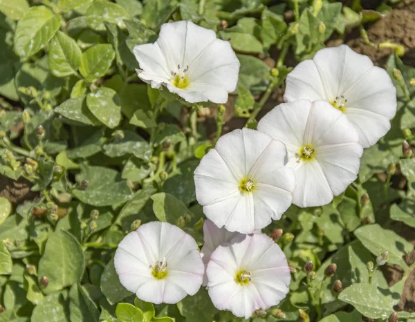 Primer plano de la flor de bindweed —  Fotos de Stock