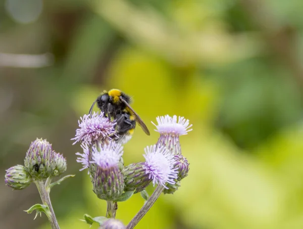 Hummel auf Distelblume — Stockfoto