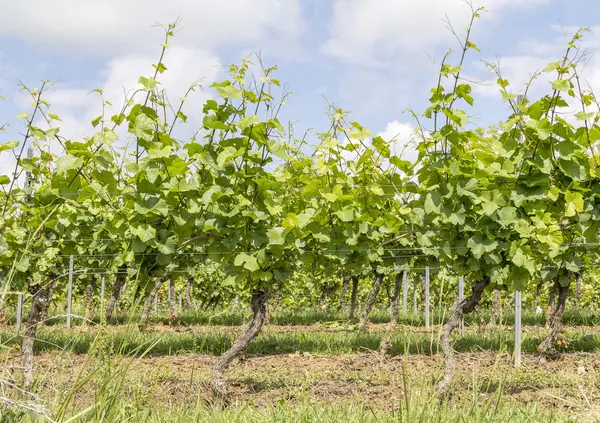 Sunny grapevine plants — Stock Photo, Image