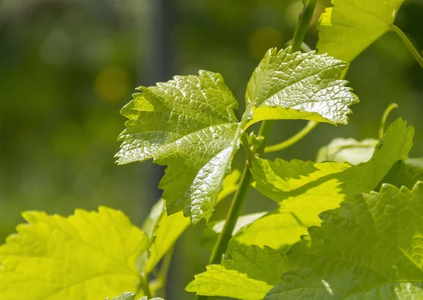 Grapevine rostlin detail — Stock fotografie