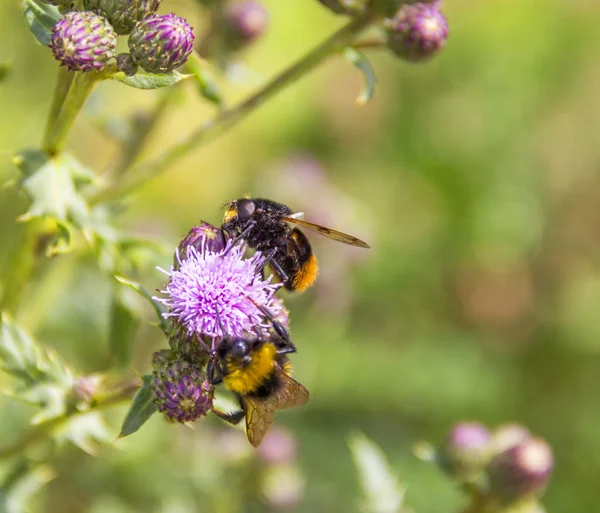 Bumblebees σχετικά με γαϊδουράγκαθο λουλούδι — Φωτογραφία Αρχείου
