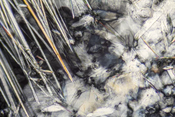 Sodyum Lauryl Sülfat microcrystals — Stok fotoğraf