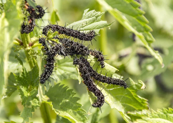 Peacock butterfly caterpillars — Stock Photo, Image