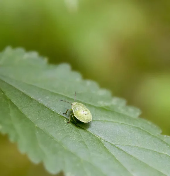 Ninfa insetto scudo verde — Foto Stock