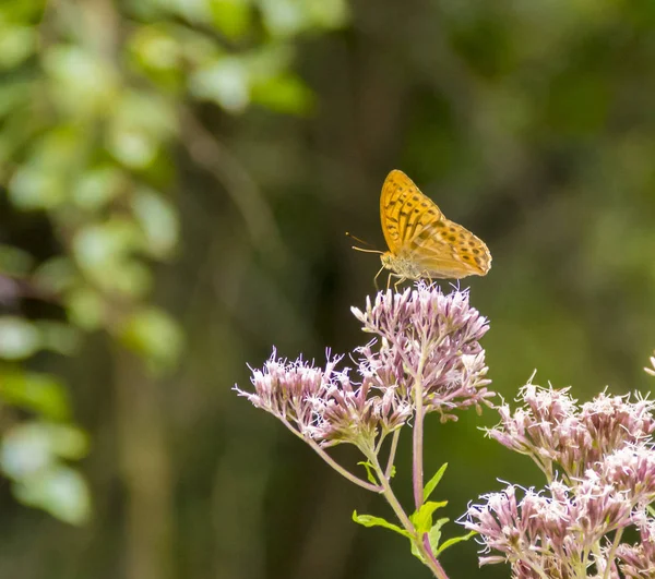 Stříbro prané fritillary — Stock fotografie