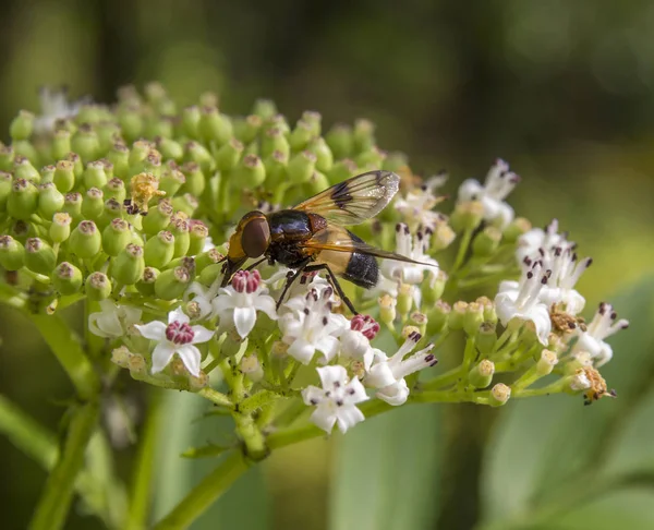 Διαφανής μύγα στο λουλούδι — Φωτογραφία Αρχείου