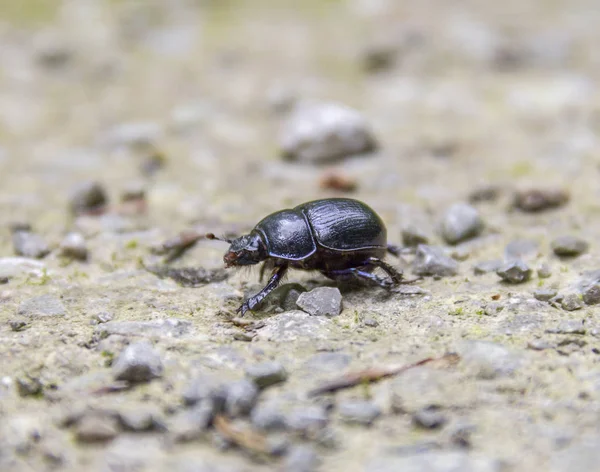 Escarabajo de estiércol azul — Foto de Stock