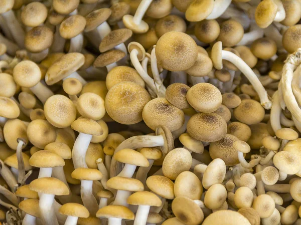 Lots of edible mushrooms — Stock Photo, Image