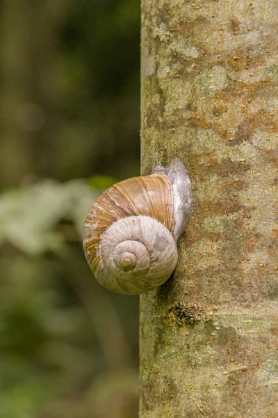 Caracol no caule verde — Fotografia de Stock