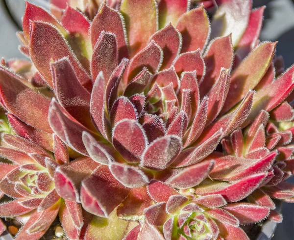 Röd suckulent växt detalj — Stockfoto
